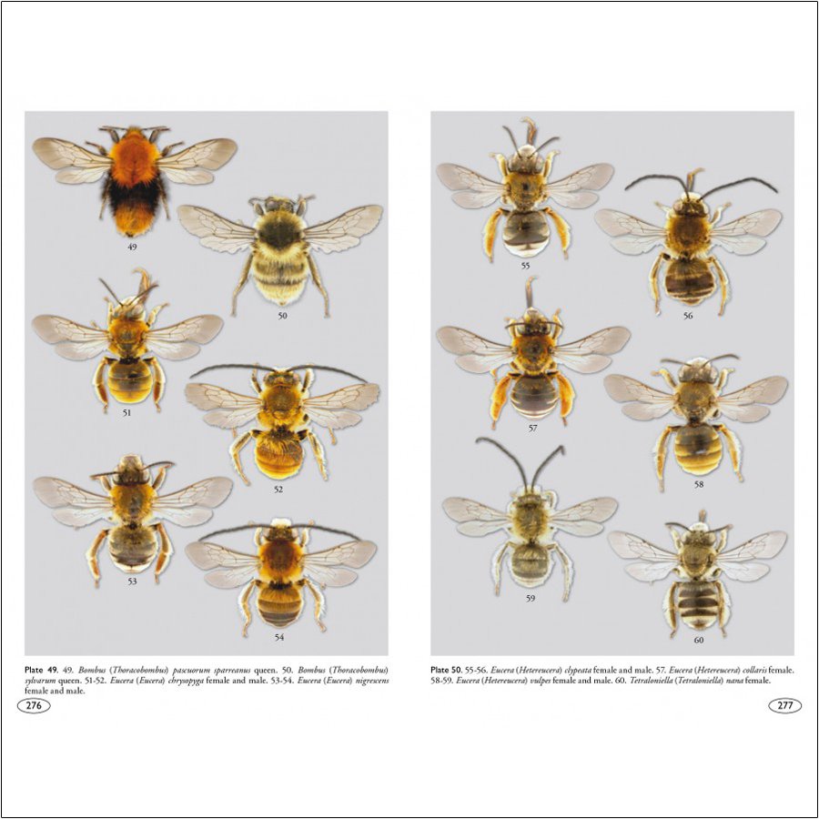 bees of europe - hymenoptera of europe 1
