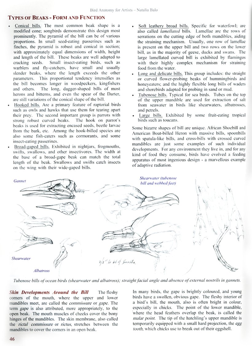 bird anatomy for artists comprehensive guide to drawing birds for artists and bird lovers