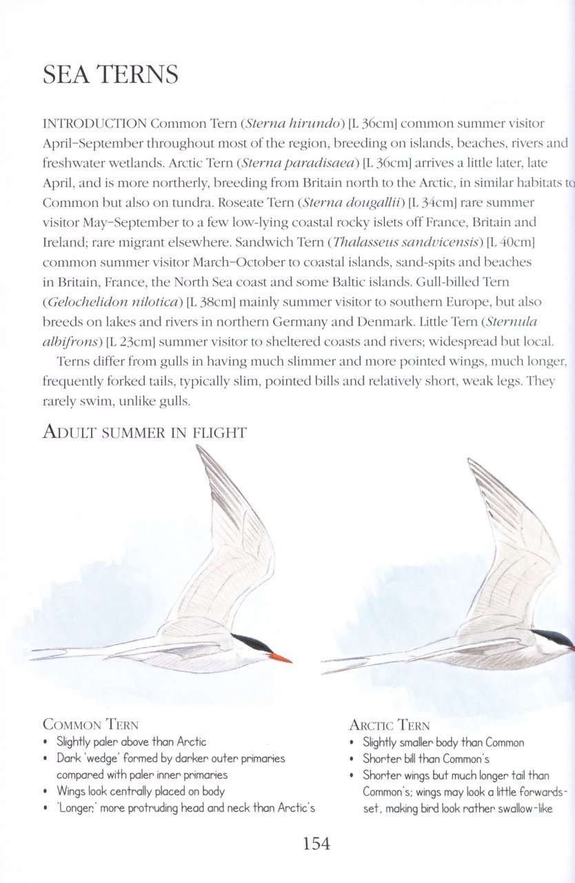 birds id insights. identifying the more difficult birds of britain and north-west europe
