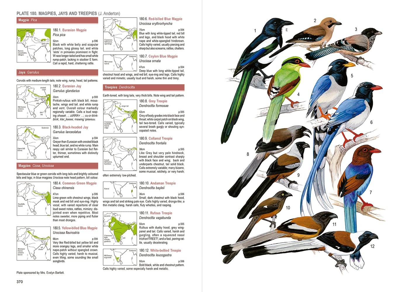 birds of south asia. the ripley guide volumen 1 field guide