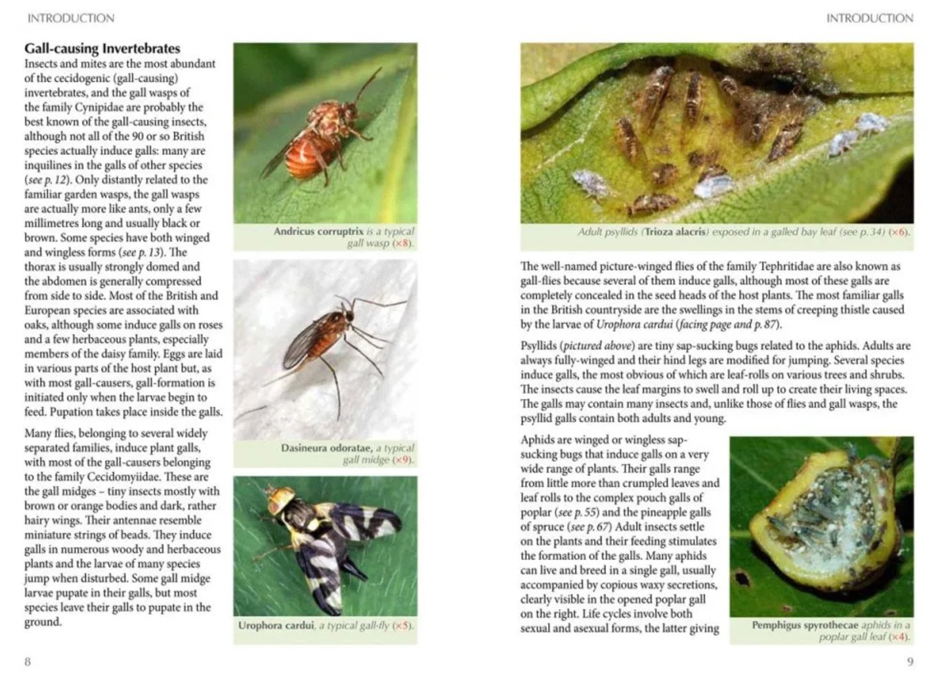 britain's plant galls. a photographic guide