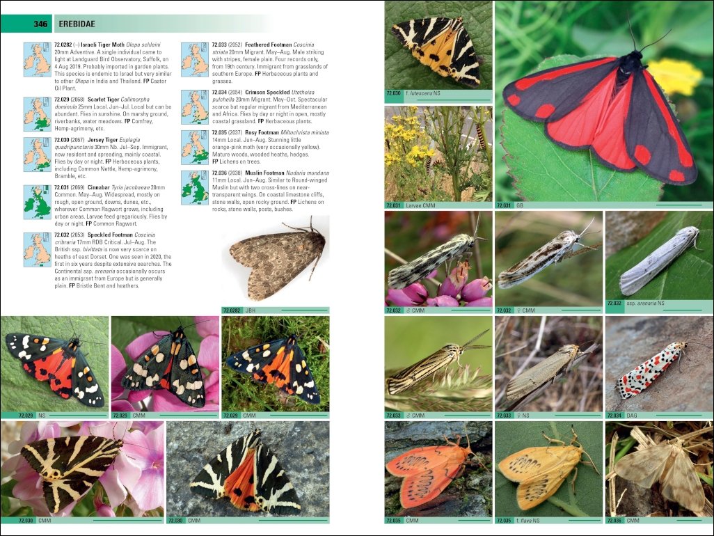 british & irish moths. a photographic guide
