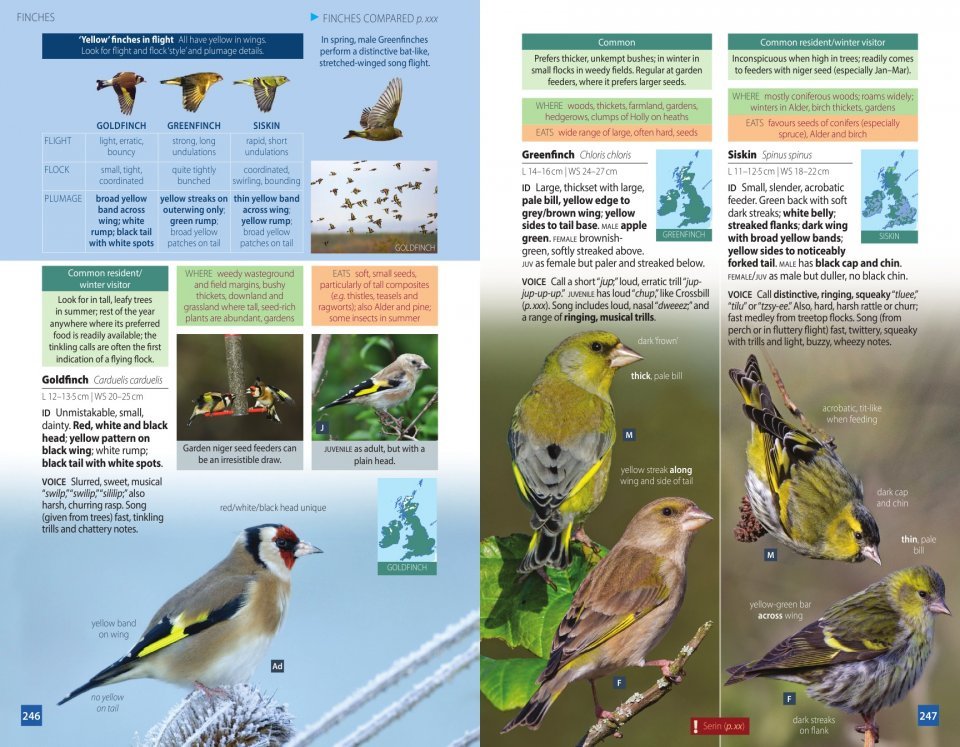 british birds. a pocket guide