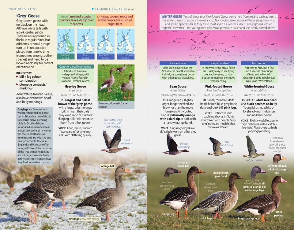 british birds. a pocket guide