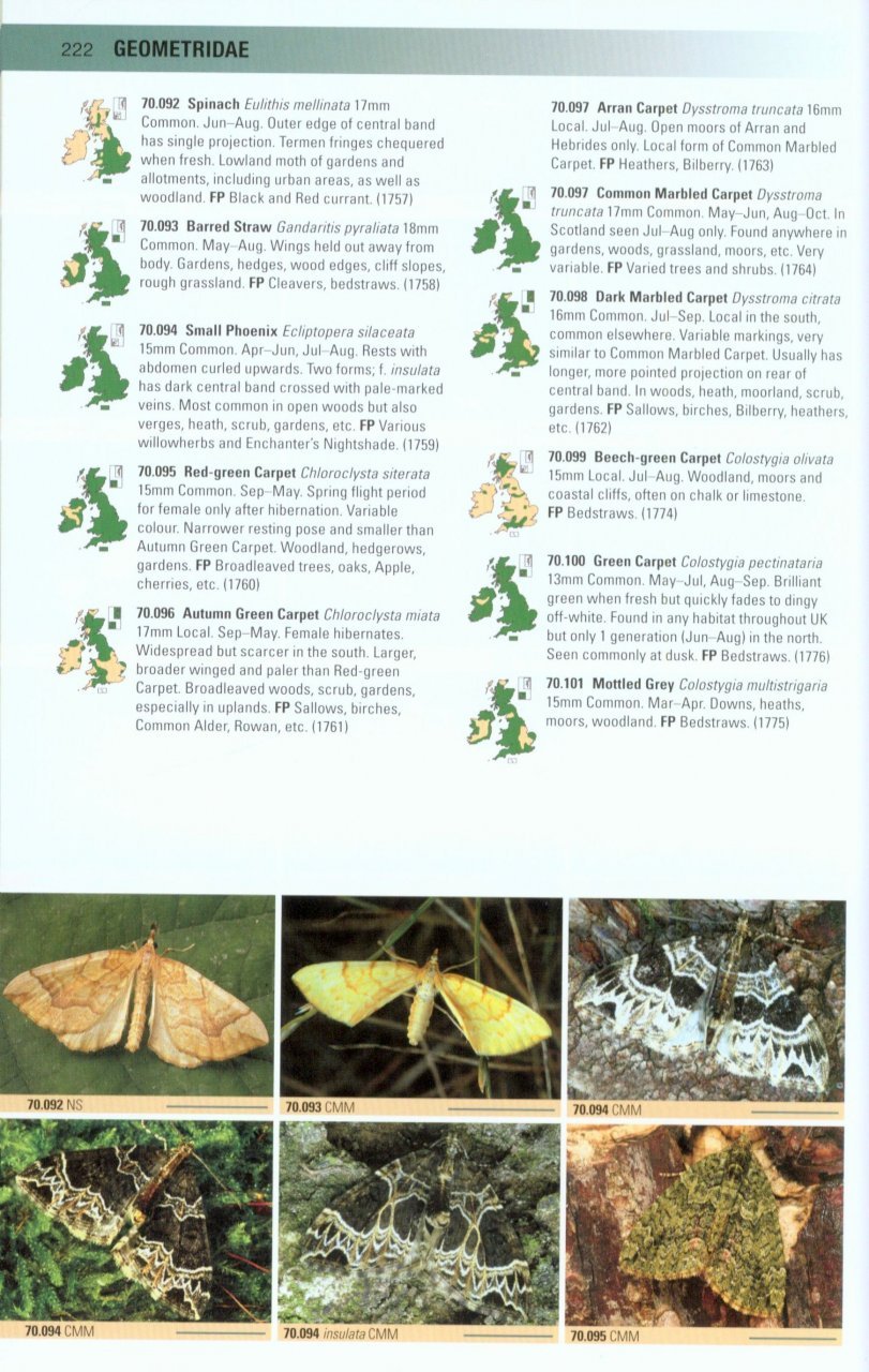 british moths. a photographic guide to the moths of britain and ireland