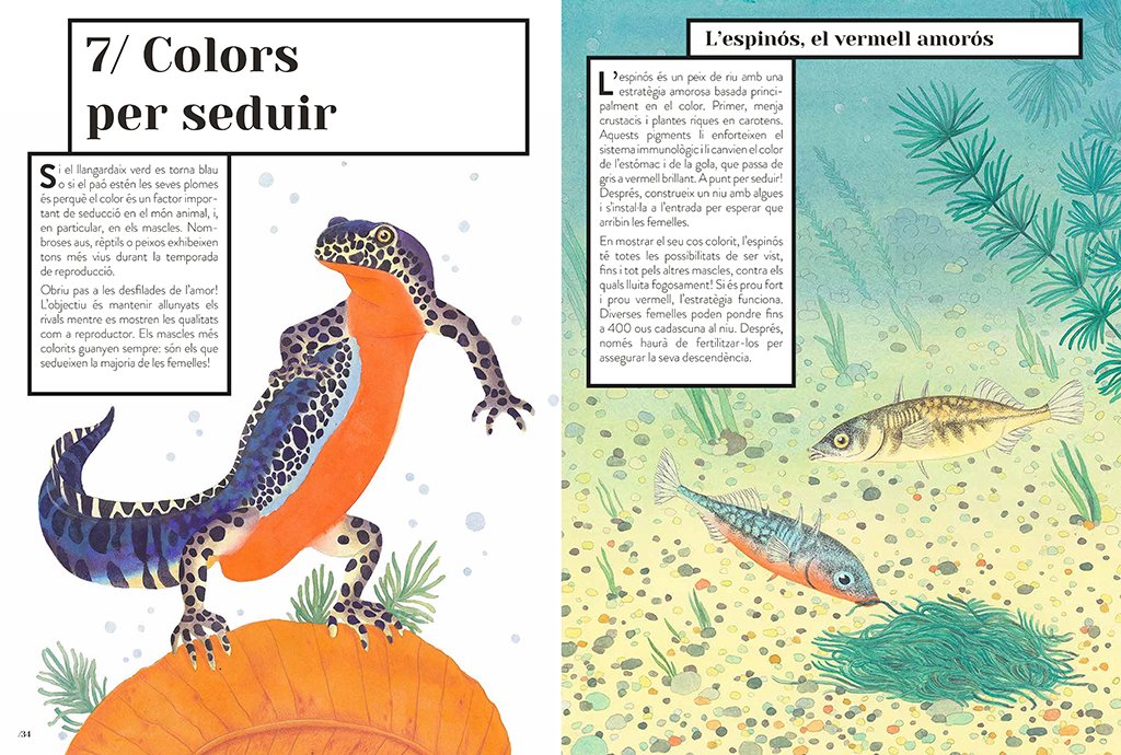 color animal