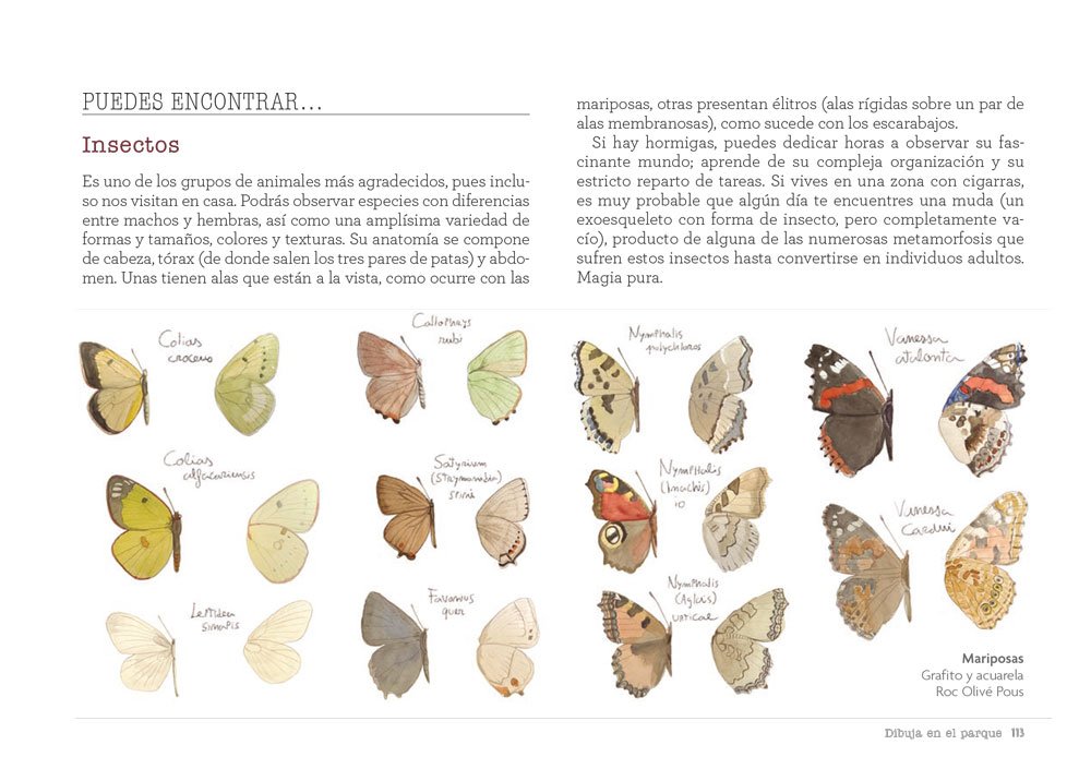 cuaderno de campo. aprende dibujando