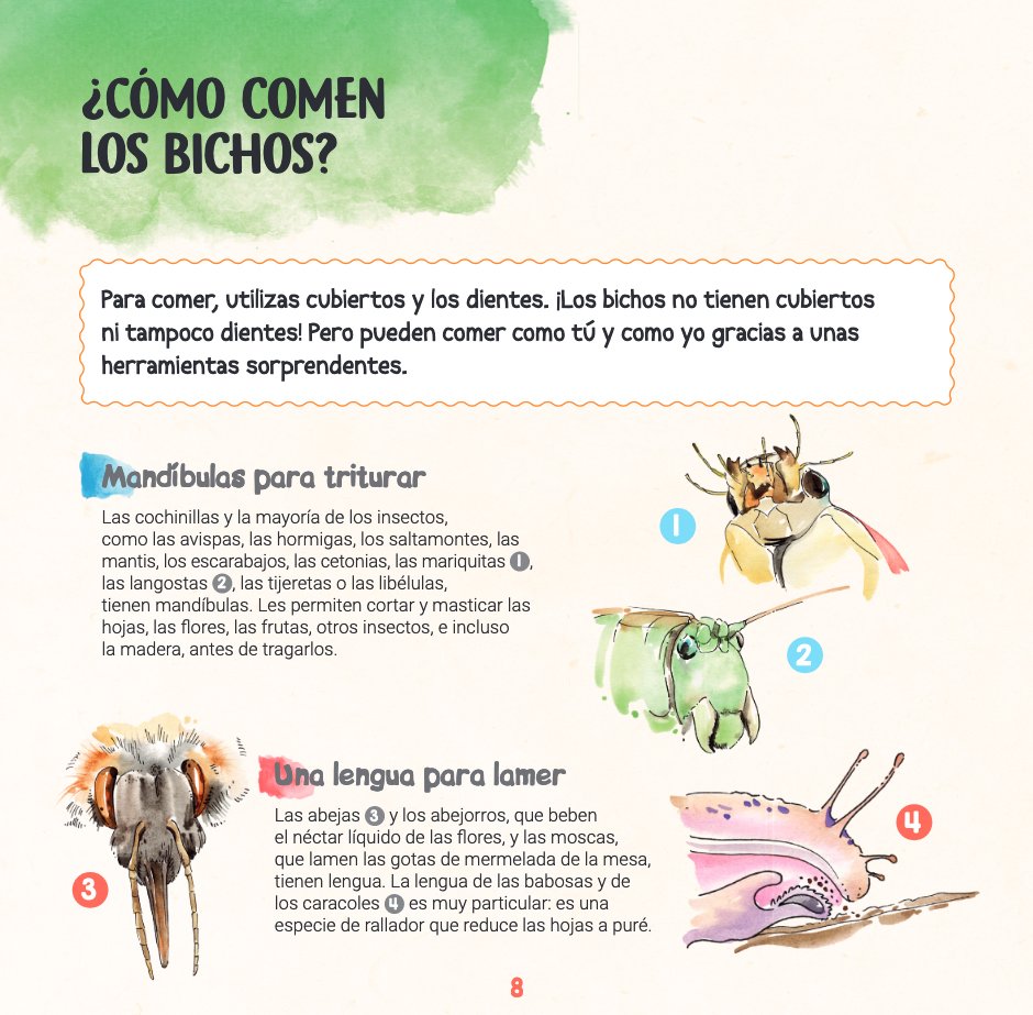 descubro los bichos y aprendo a reconocerlos
