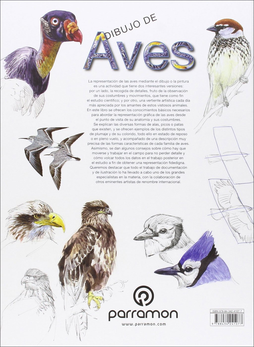 dibujo de aves. para aprender a dibujar bocetos e ilustrar aves