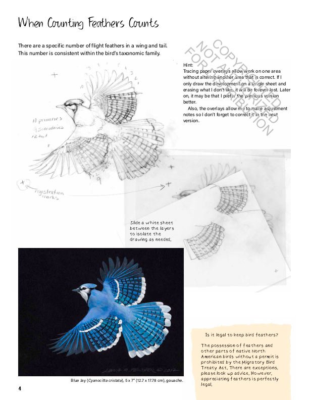 drawing nature: the creative process of an artist, illustrator, and naturalist
