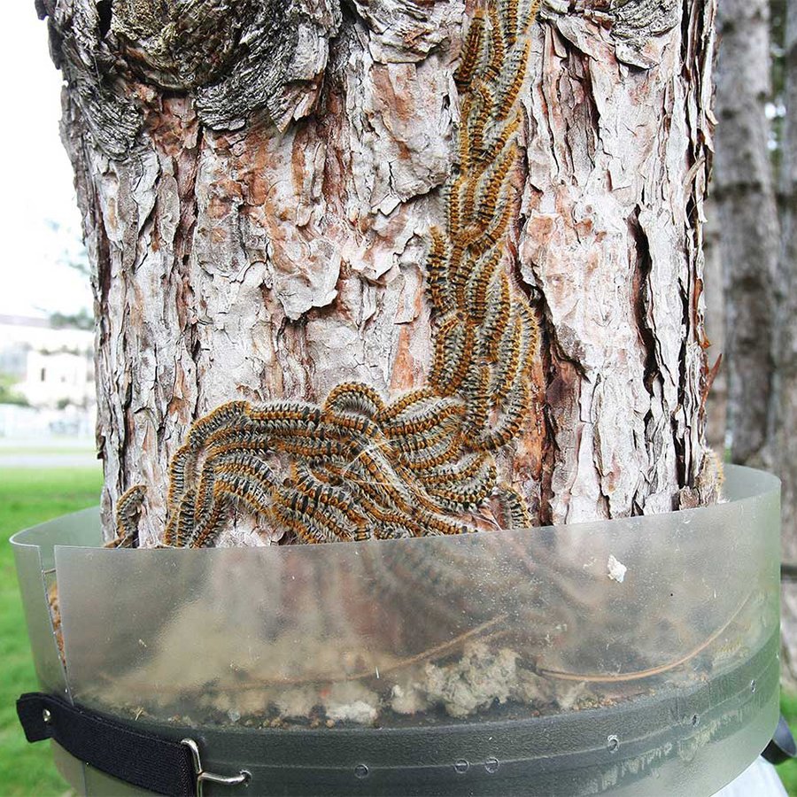 ecopiege 55cm collar para el control de la oruga de la procesionaria
