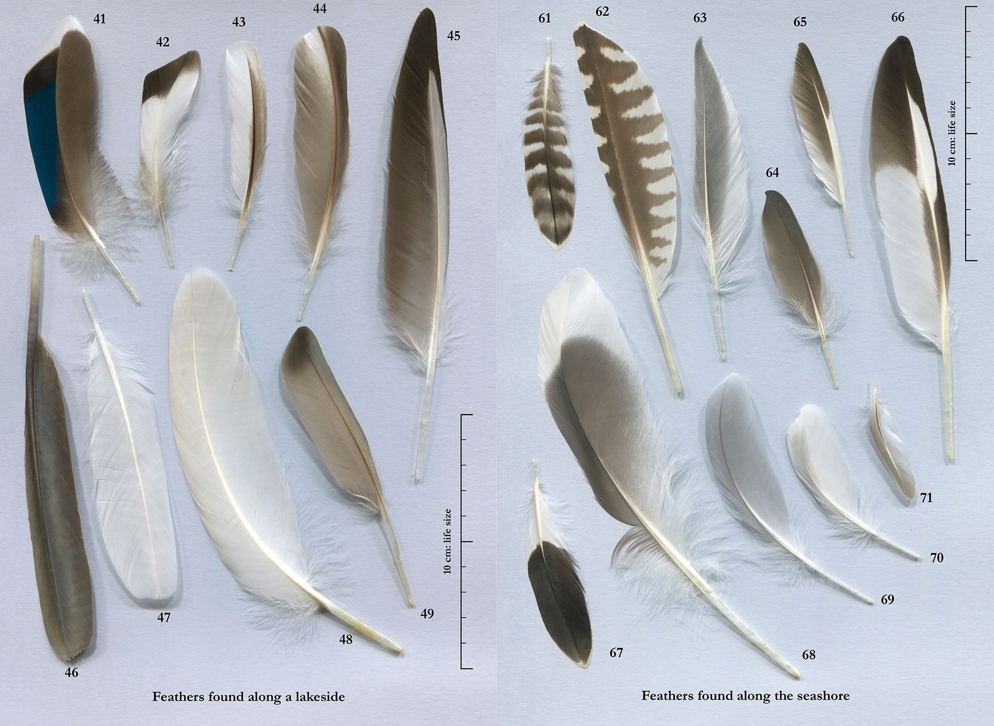 feathers. an identification guide to the feathers of western birds