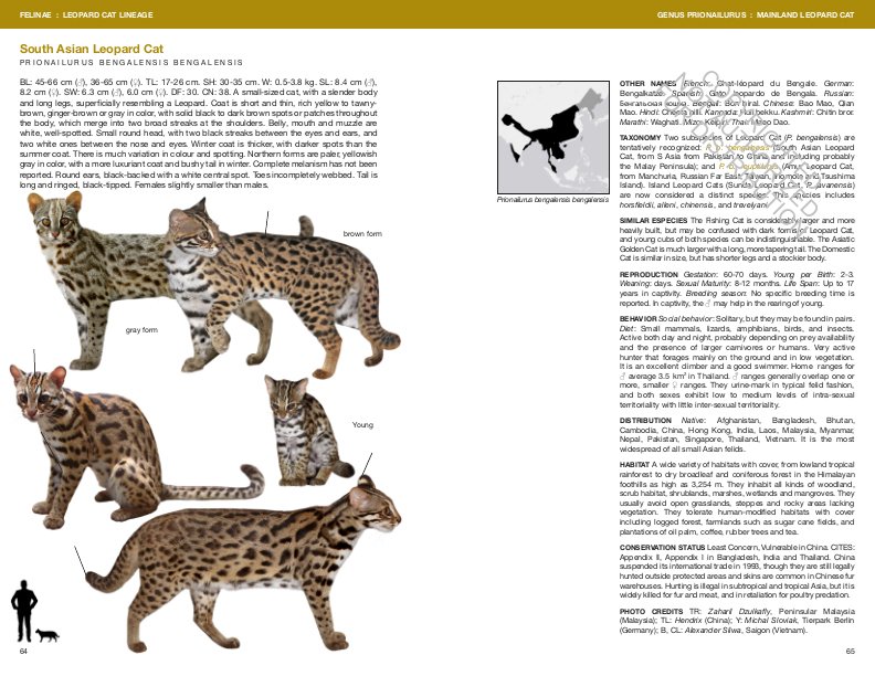 felids and hyenas of the world. wild cats, panthers, lynx, pumas, ocelots, caracals, and relatives