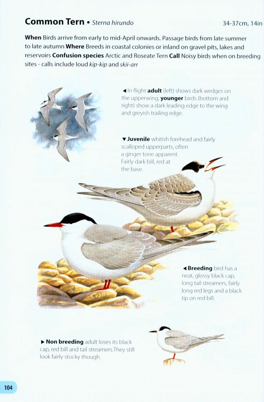 field guide to the birds of britain and ireland