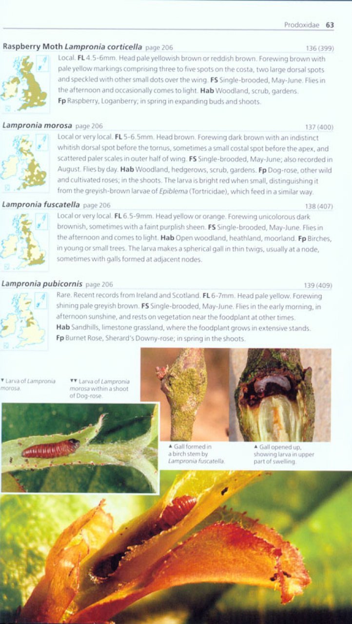 field guide to the micro-moths of great britain and ireland