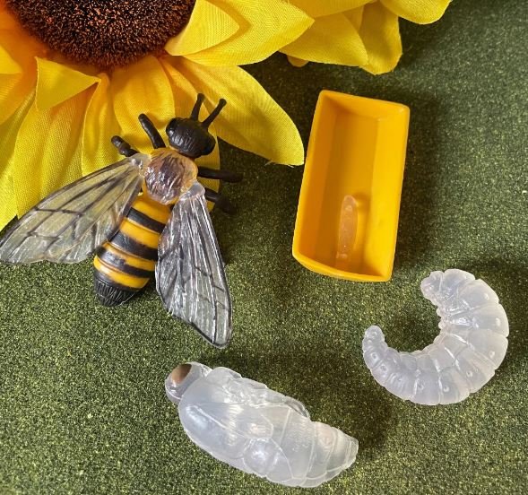 figuras ciclo de la vida - abeja