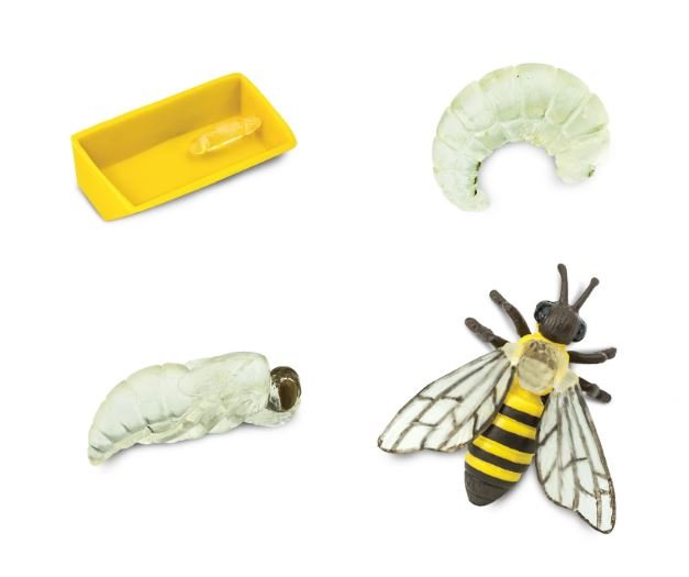 figuras ciclo de la vida - abeja