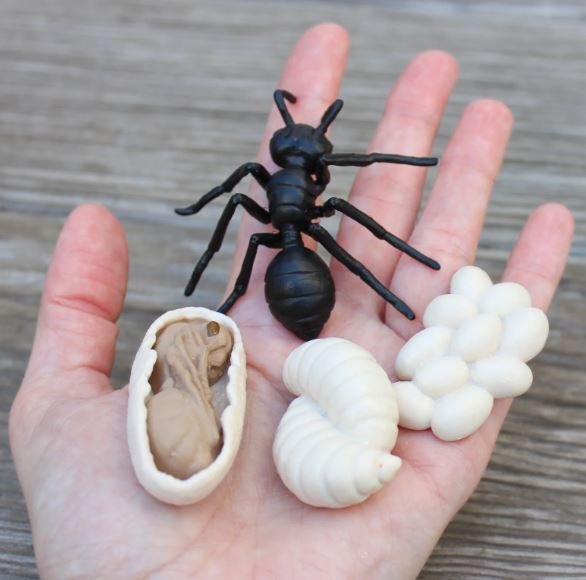 figuras ciclo de la vida - hormiga