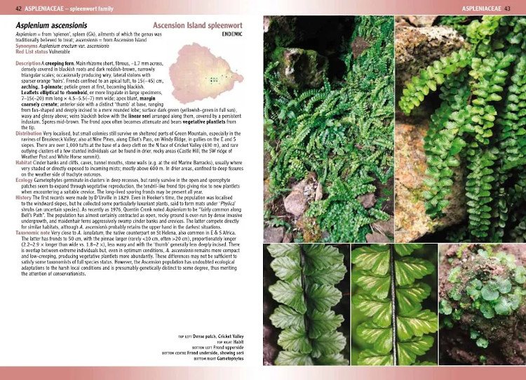 flowering plants & ferns of ascension island