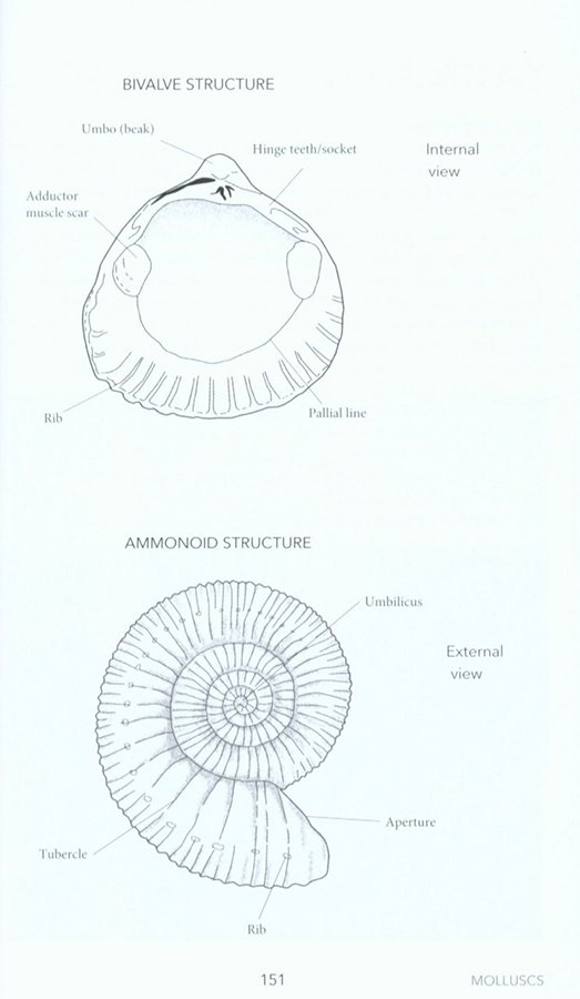 fossils: a photographic field guide