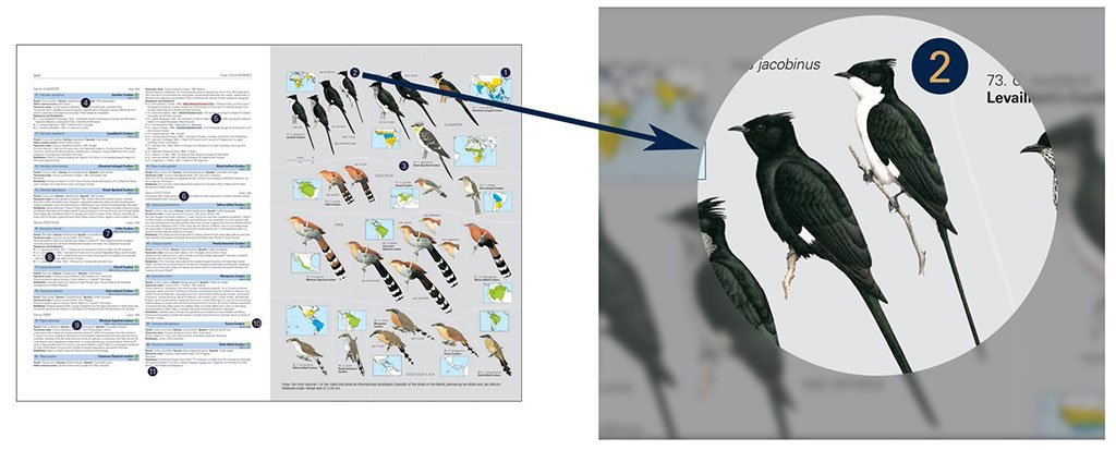 hbw and birdlife international illustrated checklist of the birds of the world. vol 1