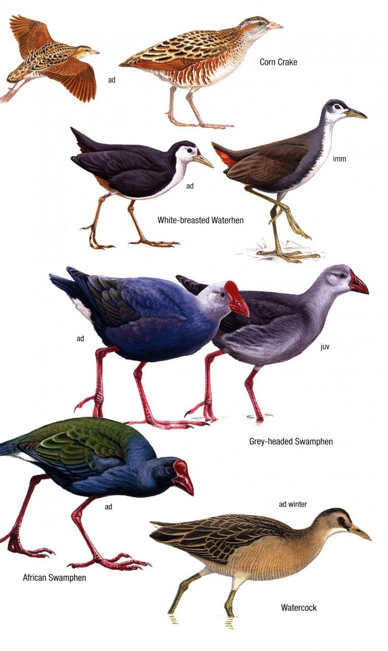 helm field guides. birds of oman