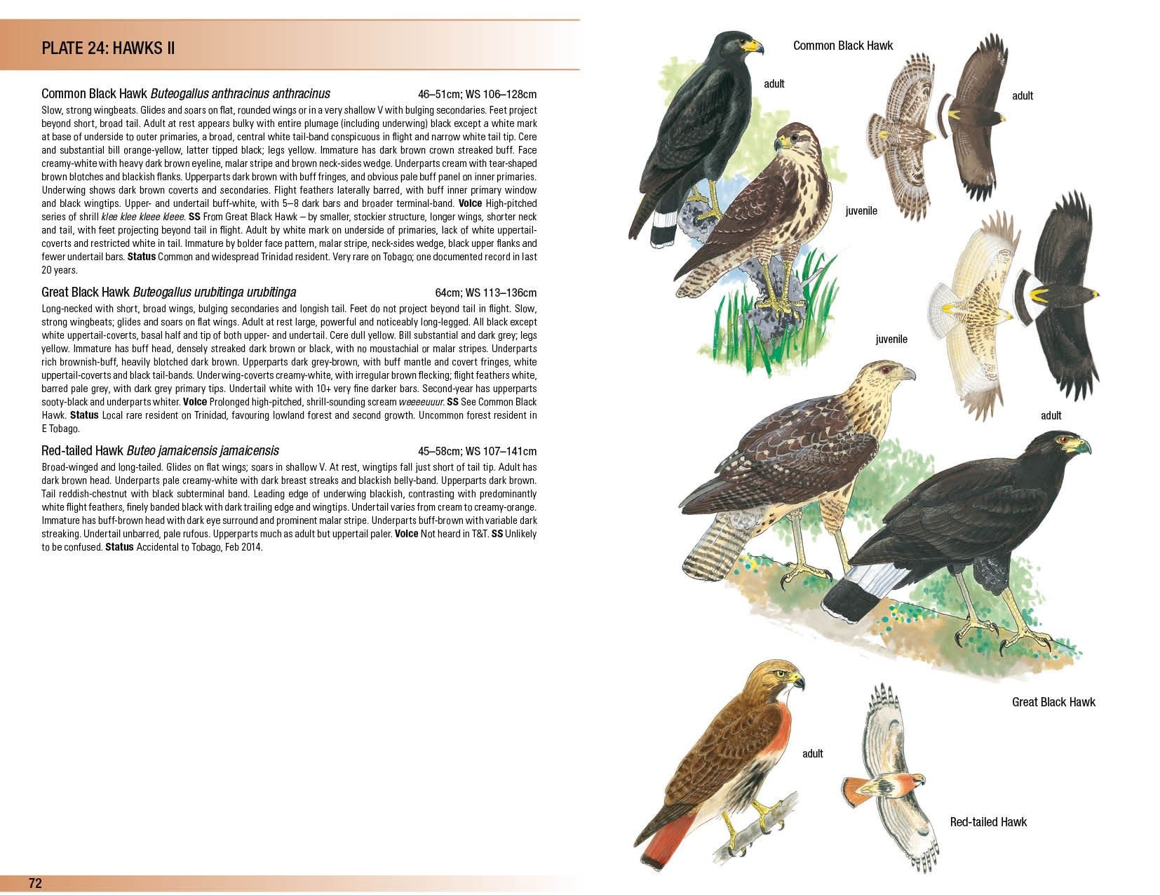 helm field guides. birds of trinidad and tobago