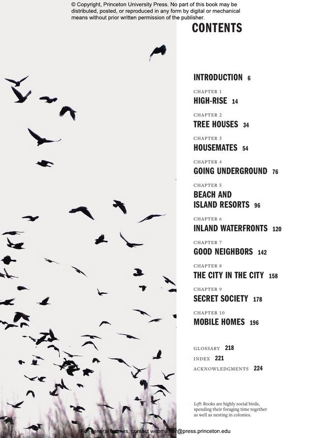 how birds live together. colonies and communities in the avian world
