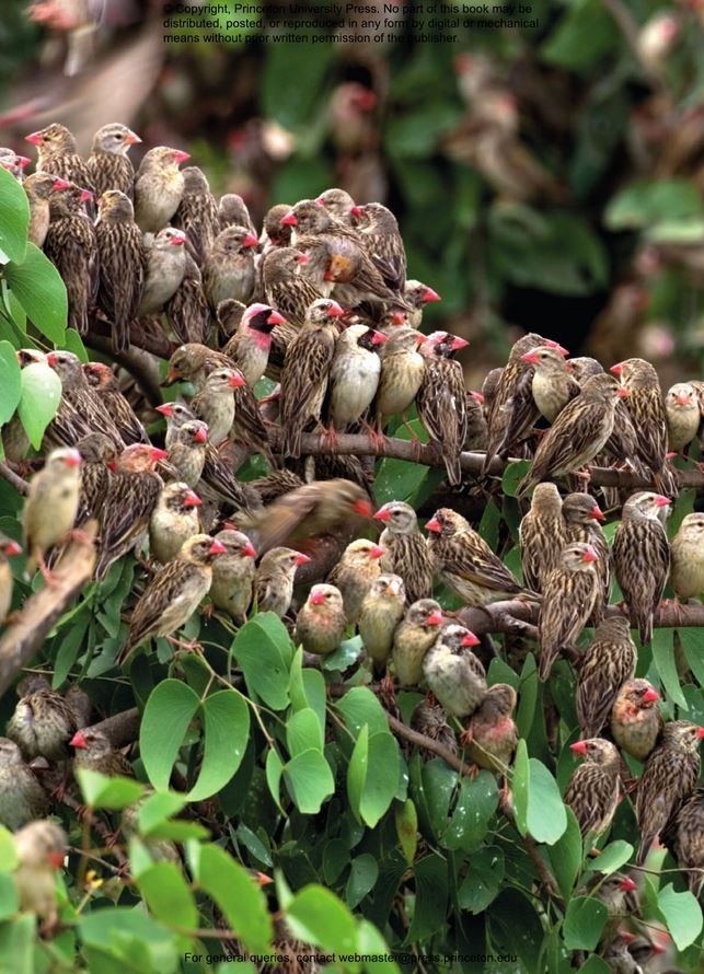 how birds live together. colonies and communities in the avian world