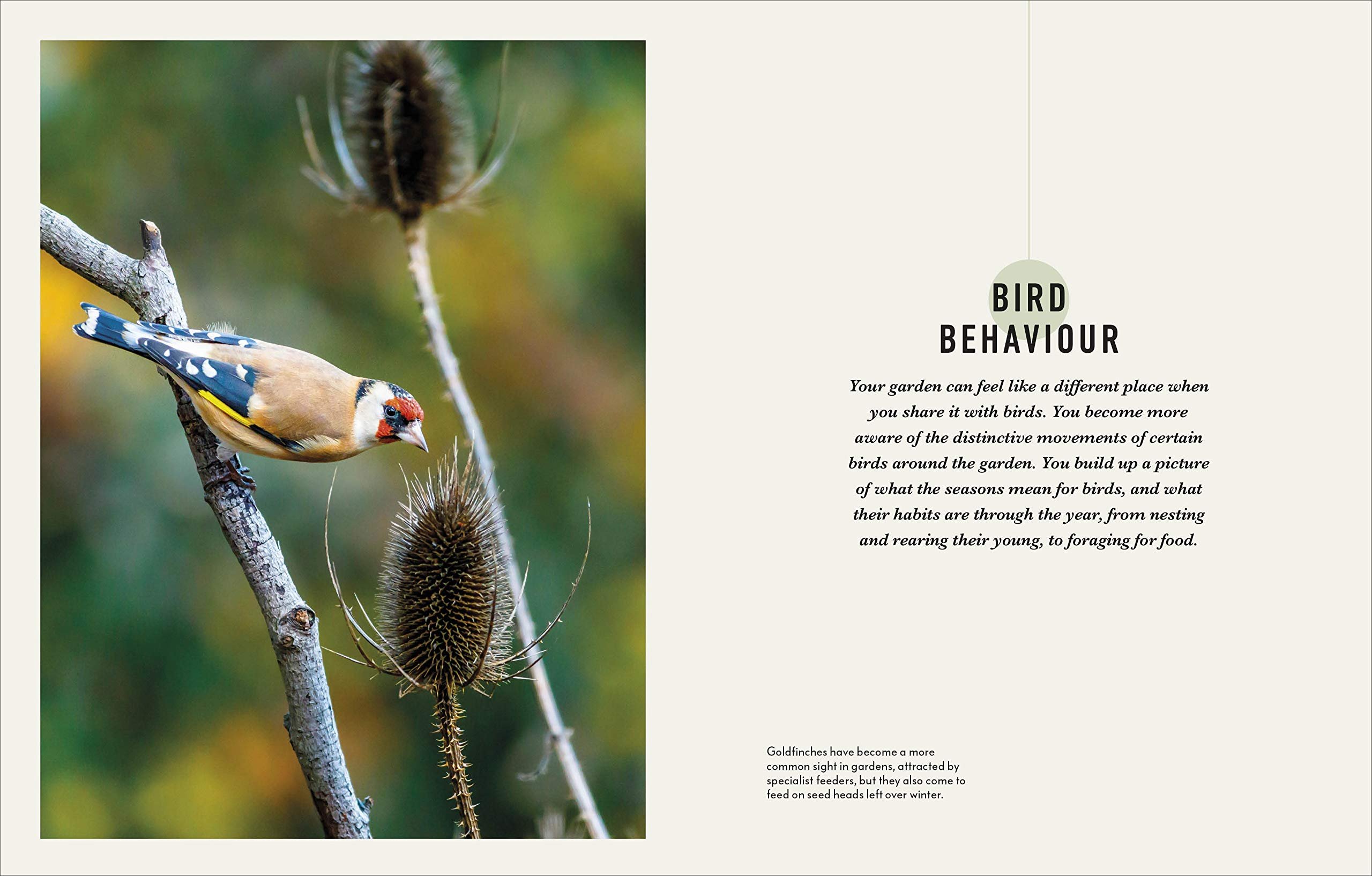 how to attract birds to your garden: food they like, plants they love, shelter they need