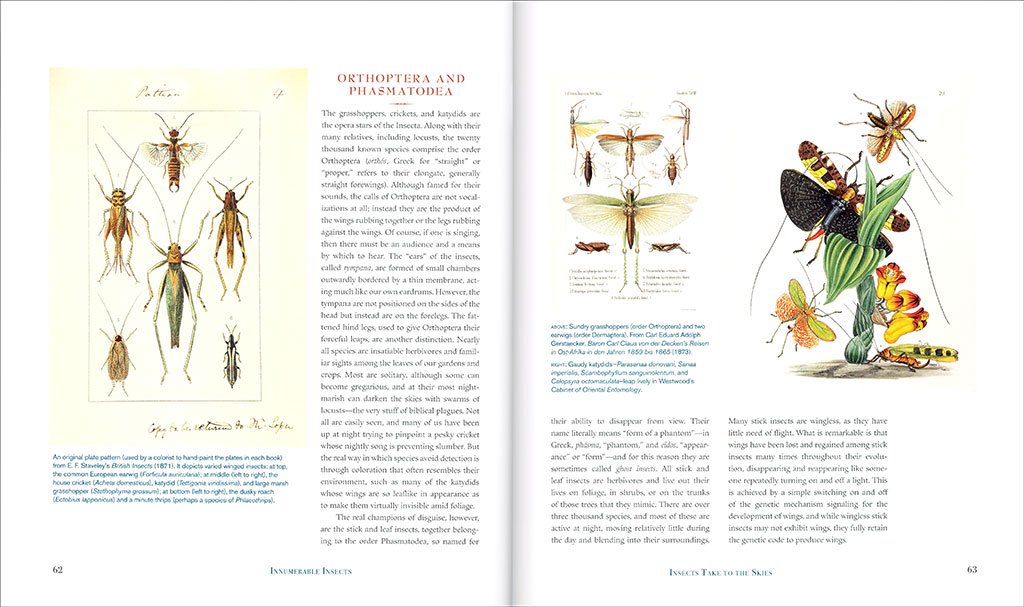 innumerable insects. the story of the most diverse and myriad animals on earth