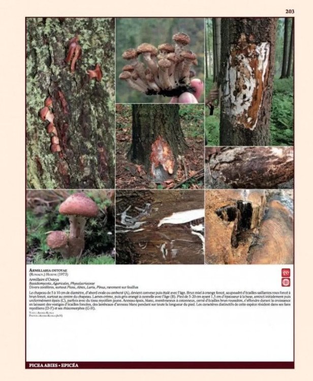 insectes ravageurs et maladies des arbres et arbustes d'europe