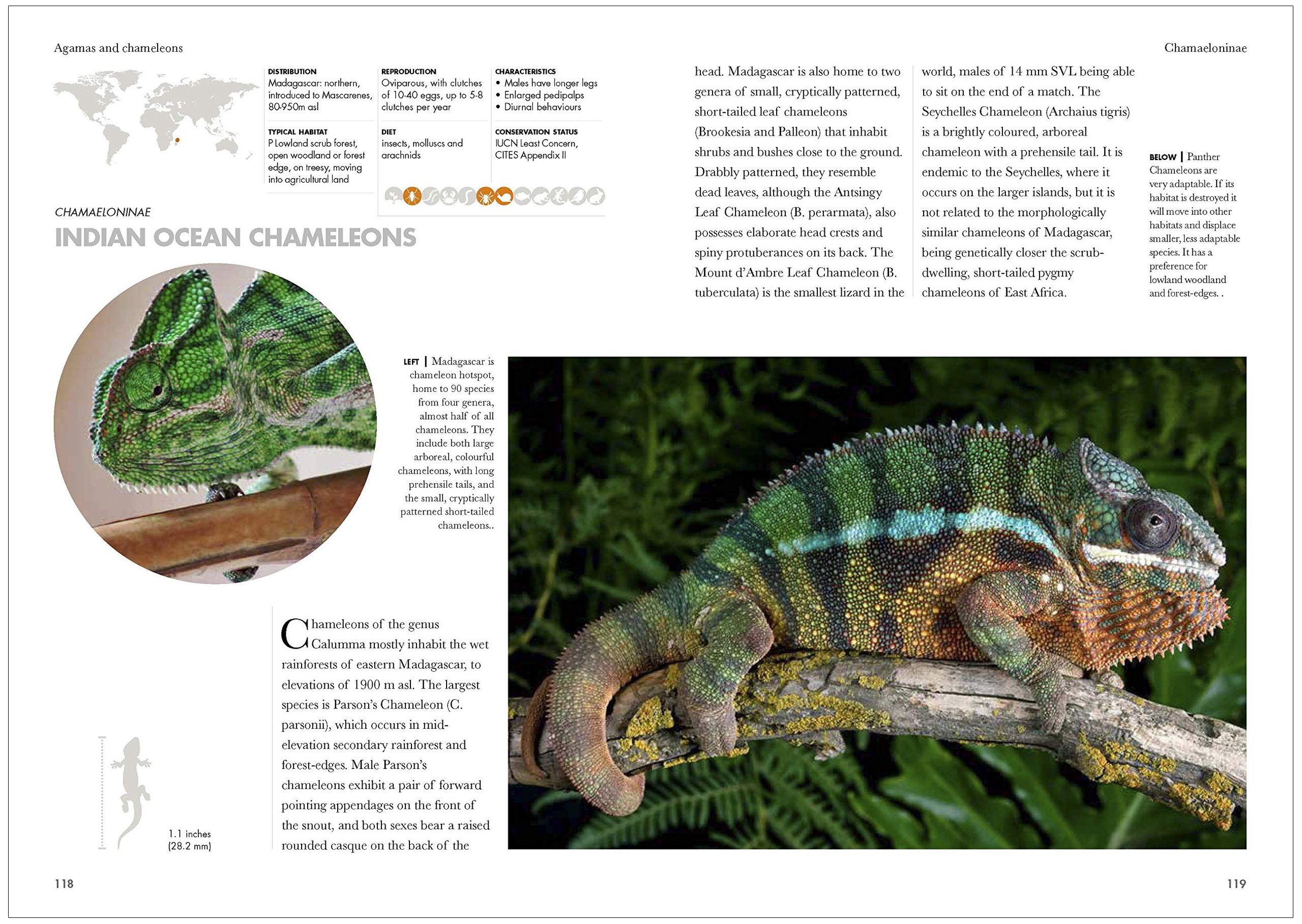lizards of the world. a guide of every family