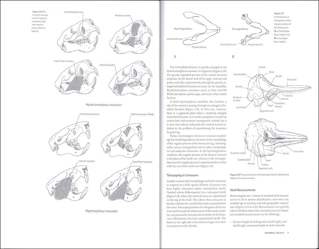 mammalogy techniques lab manual