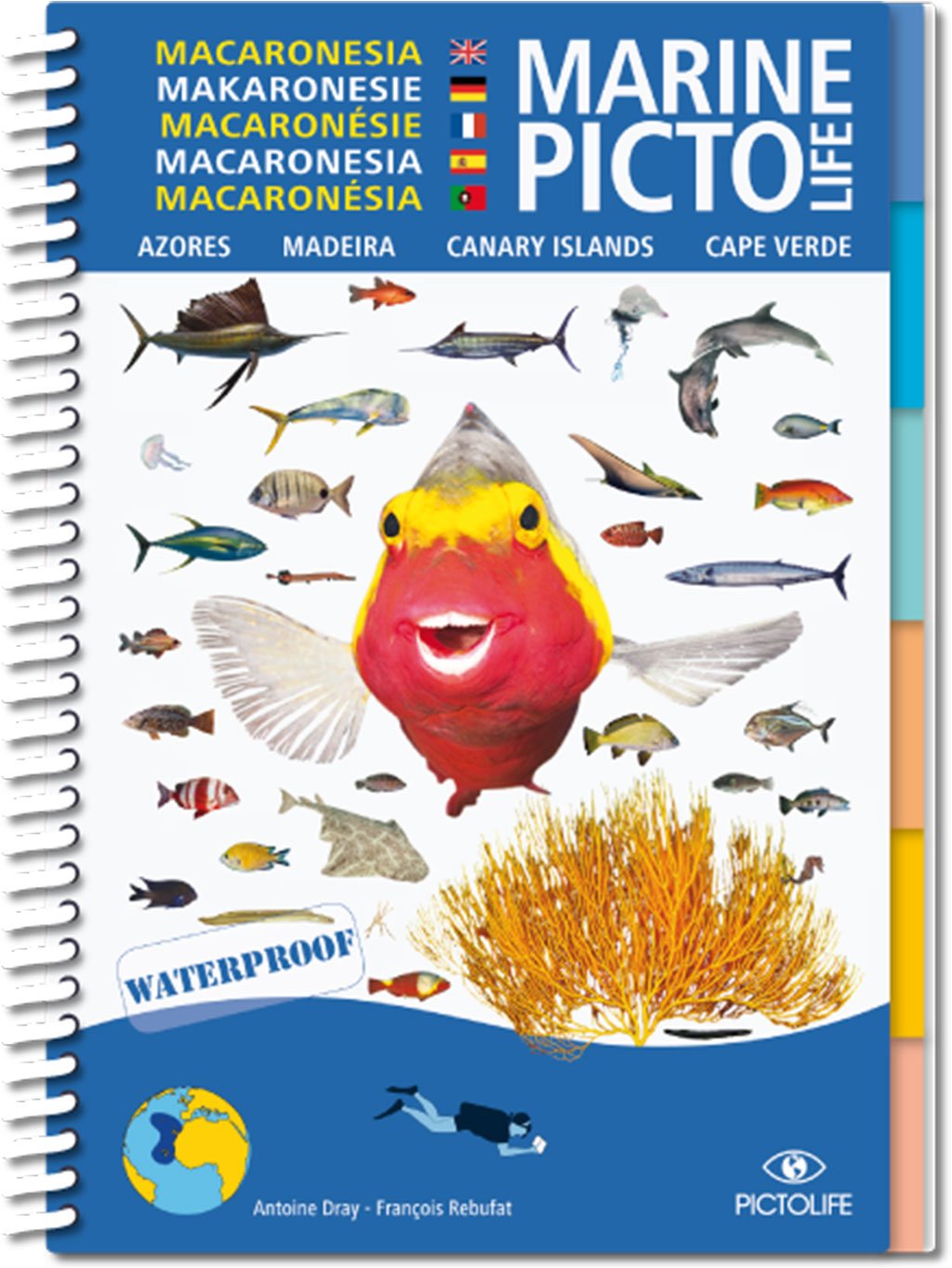 marine pictolife. macaronesia