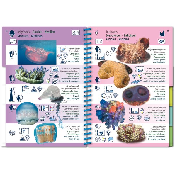marine pictolife. western tropical atlantic