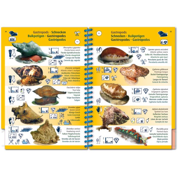 marine pictolife. western tropical atlantic