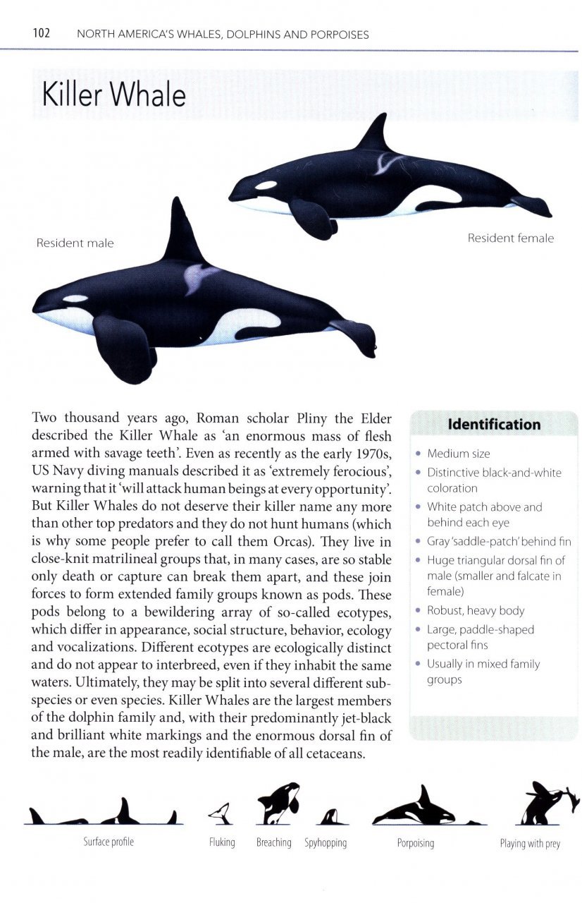 mark carwardine's guide to whale watching in north america