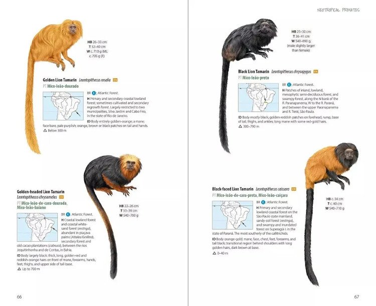 neotropical primates
