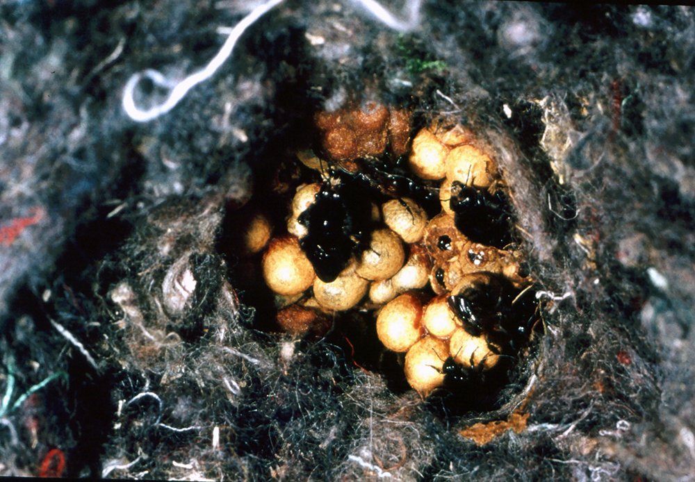 panal para abejorros
