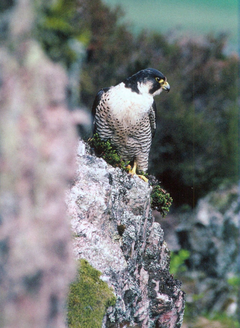 peregrine falcon
