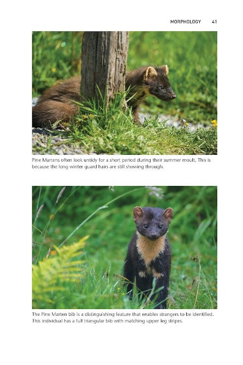 pine marten. the secret life of martes martes