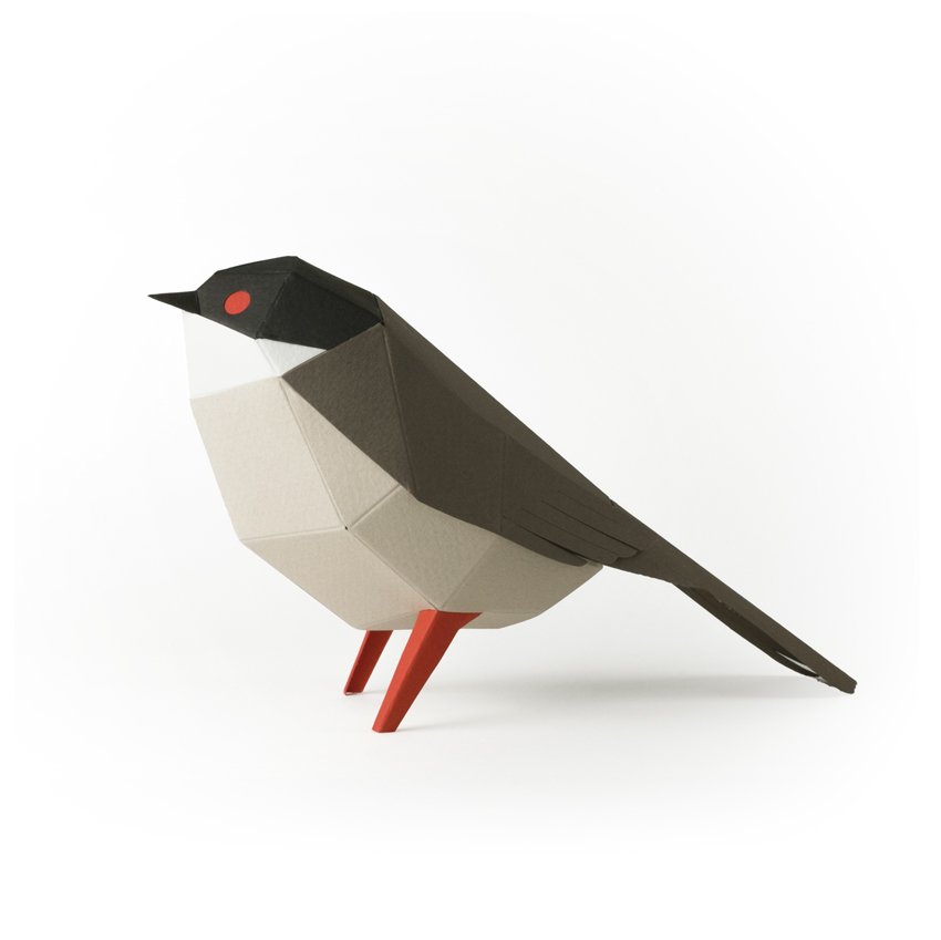 plegopaper- curruca cabecinegra (tallarol capnegre)