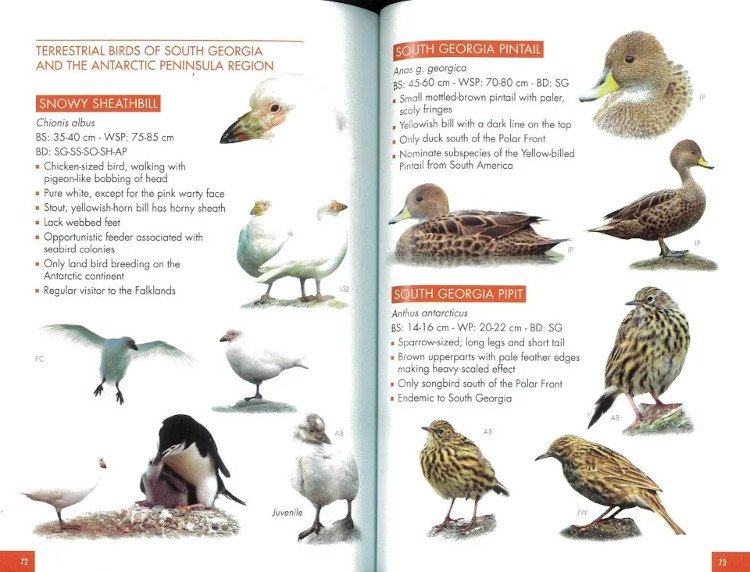 pocket guide to birds of the antartic peninsula, south georgia and the falkland island
