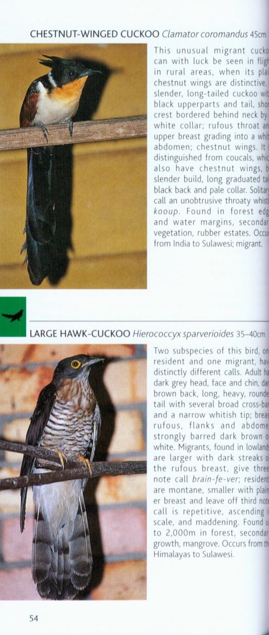 pocket photo guide to the birds of borneo: sabah, sarawak, brunei and kalimantan
