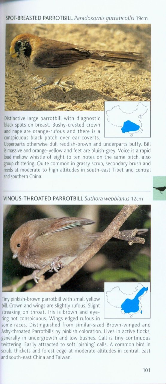 pocket photo guide to the birds of china