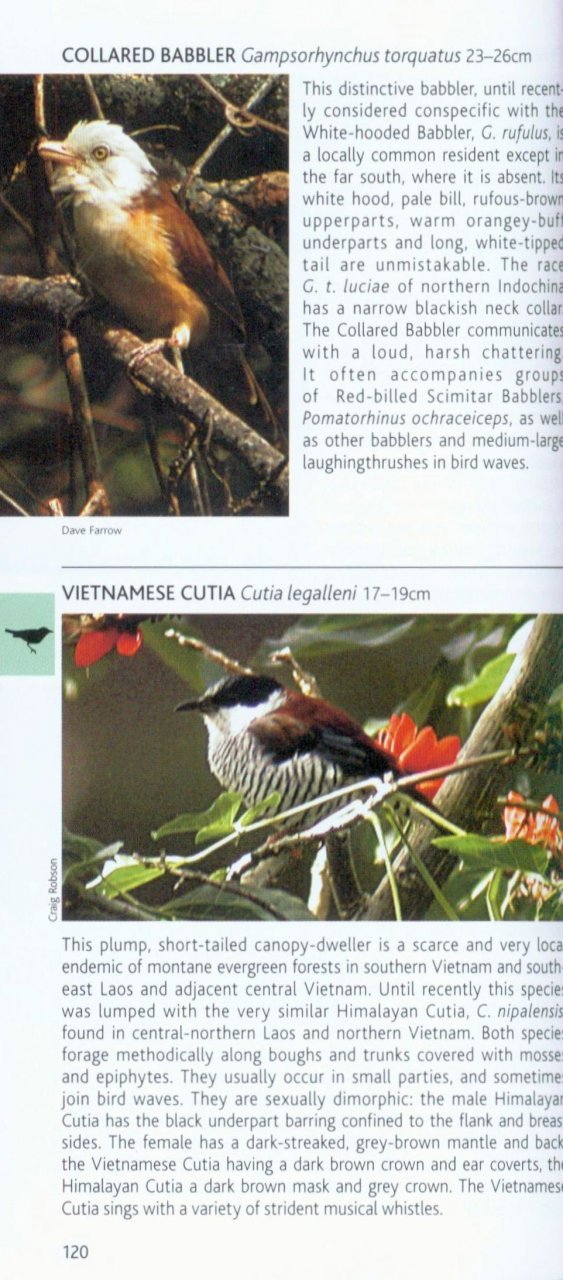 pocket photo guide to the birds of vietnam, cambodia and laos