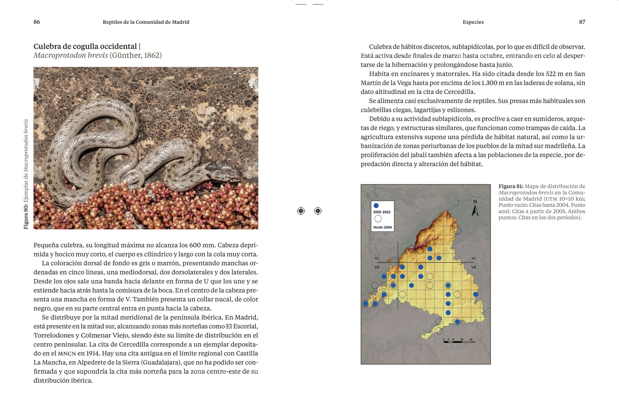 reptiles de la comunidad de madrid