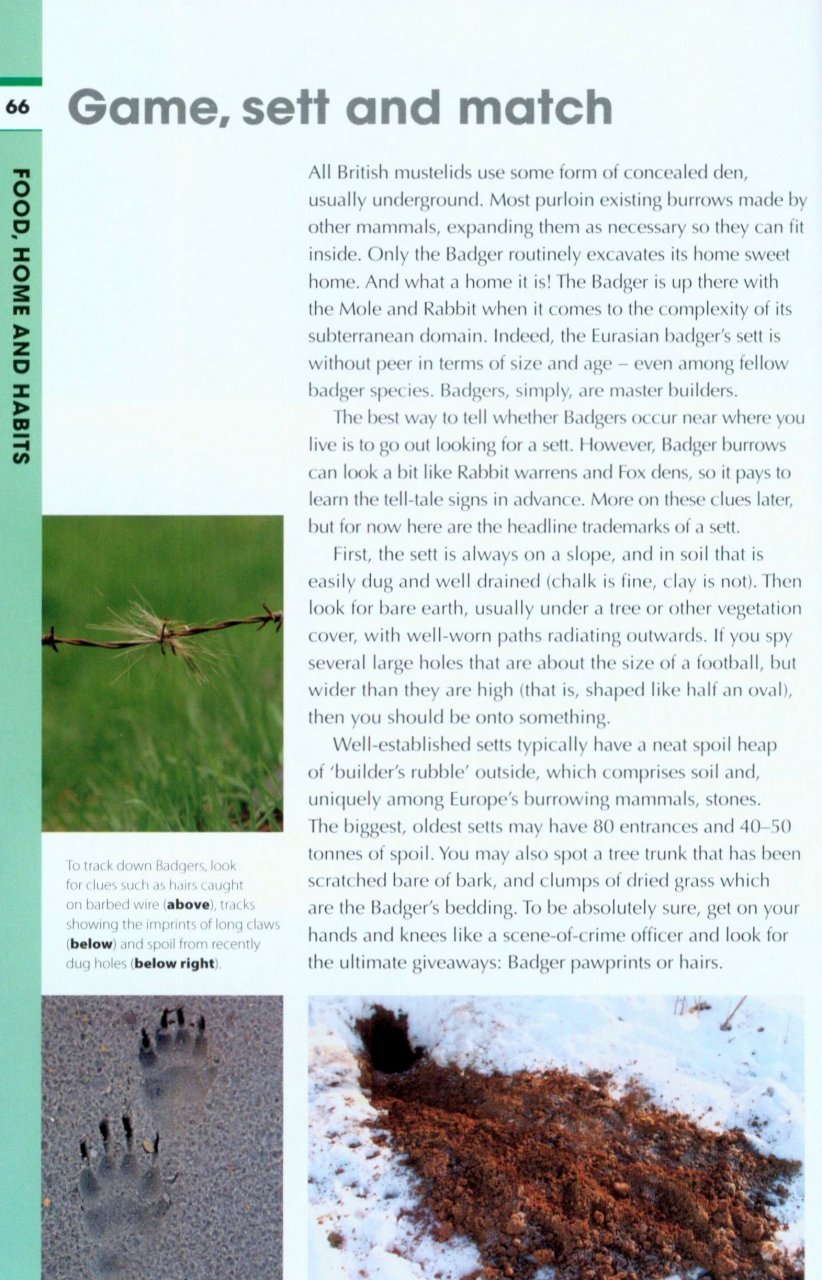 rspb spotlight: badgers
