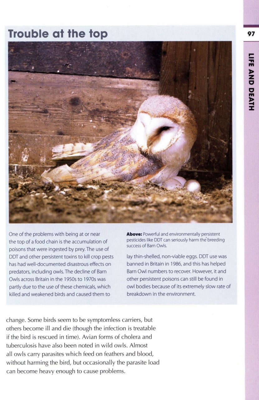 rspb spotlight: owls